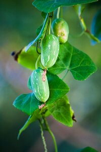 Food vegetable green