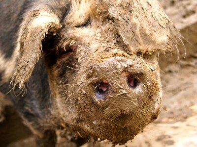 Dig pig nose dirt photo
