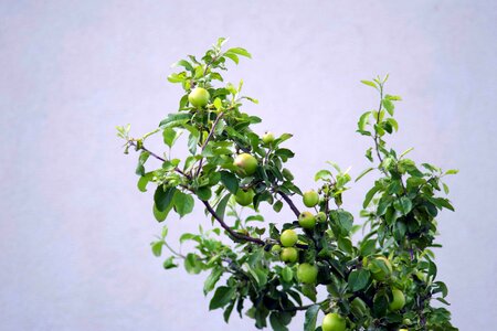 Apples tree fruit