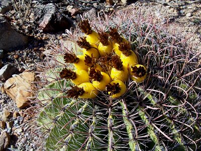 Dessert flowers nature