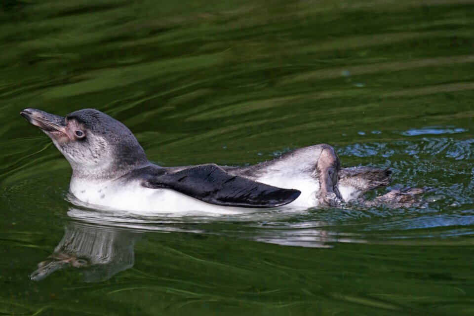 South america bird swim