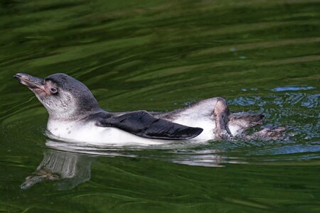 South america bird swim photo