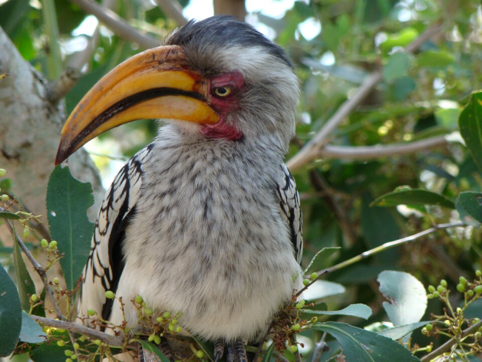 Nature wildlife animal