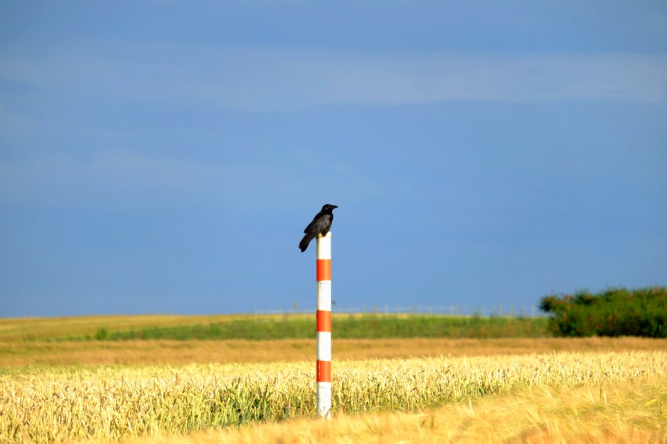 Black animal nature