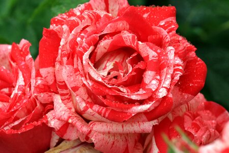 Petal rain drops rose petals photo