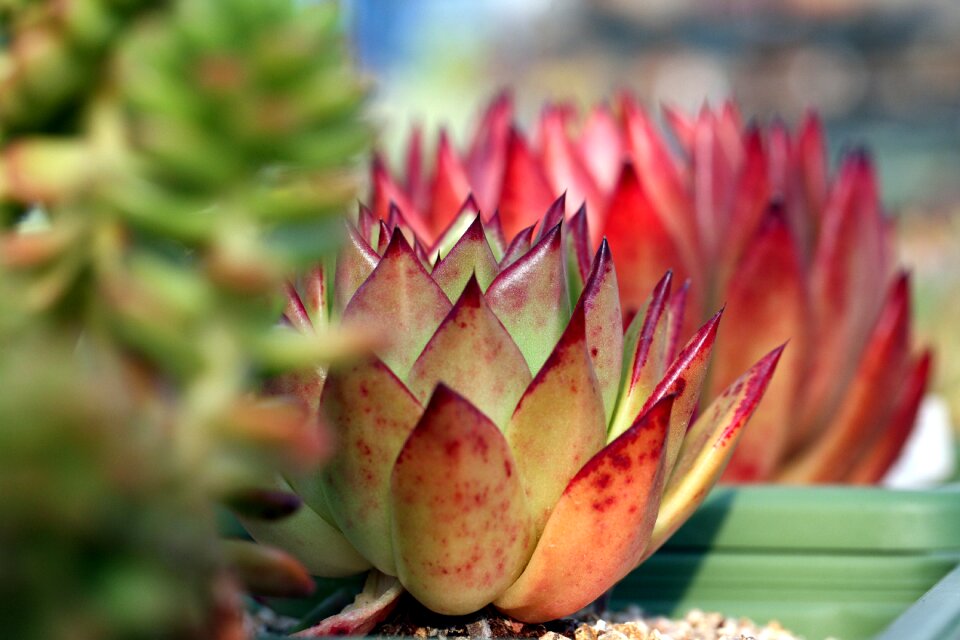 Succulent plant cactus houseleek