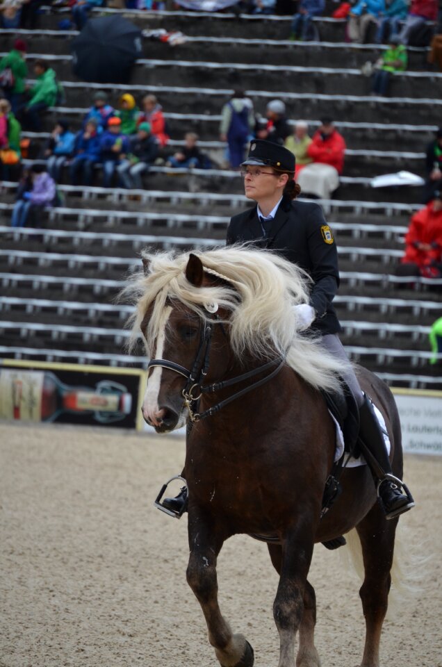 Mane stallion kaltblut