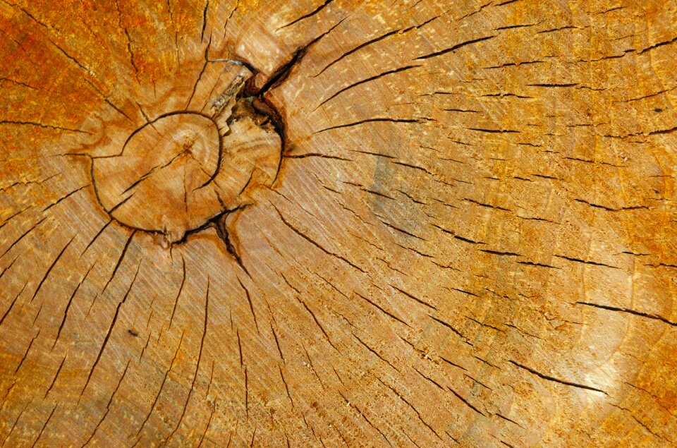 Wood texture tree knot photo