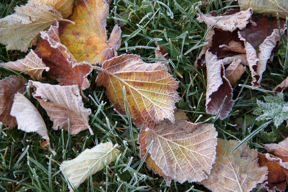 Leaves winter cold