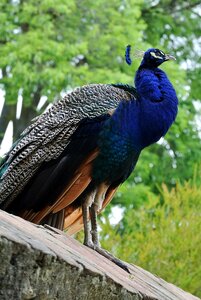 Castle animal life nature