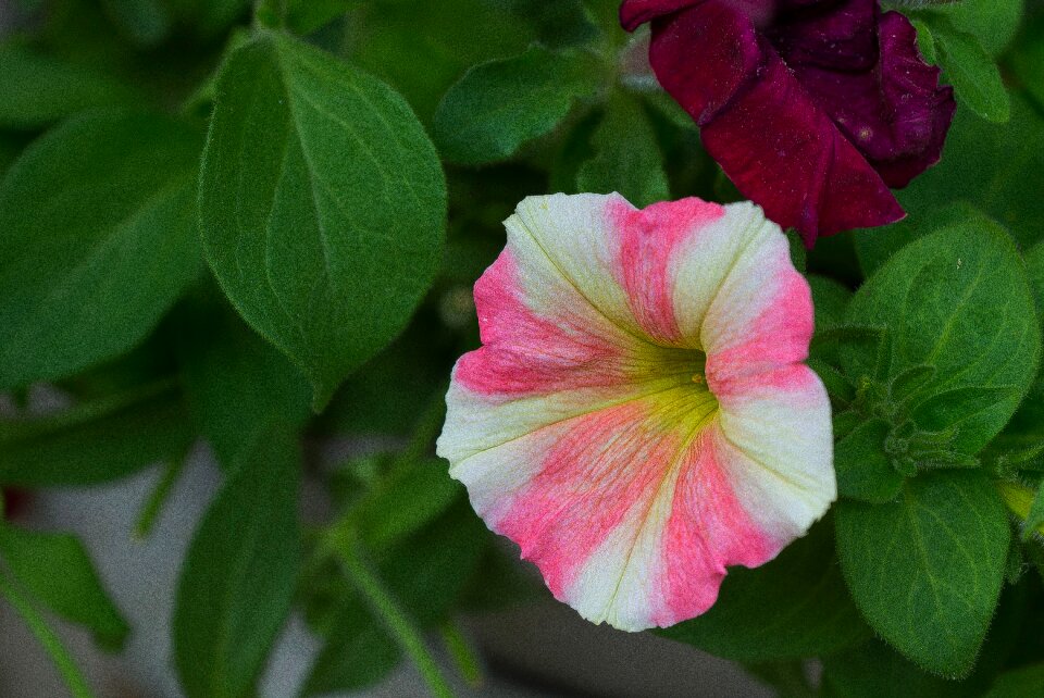 Creeping subshrub toxic blossom
