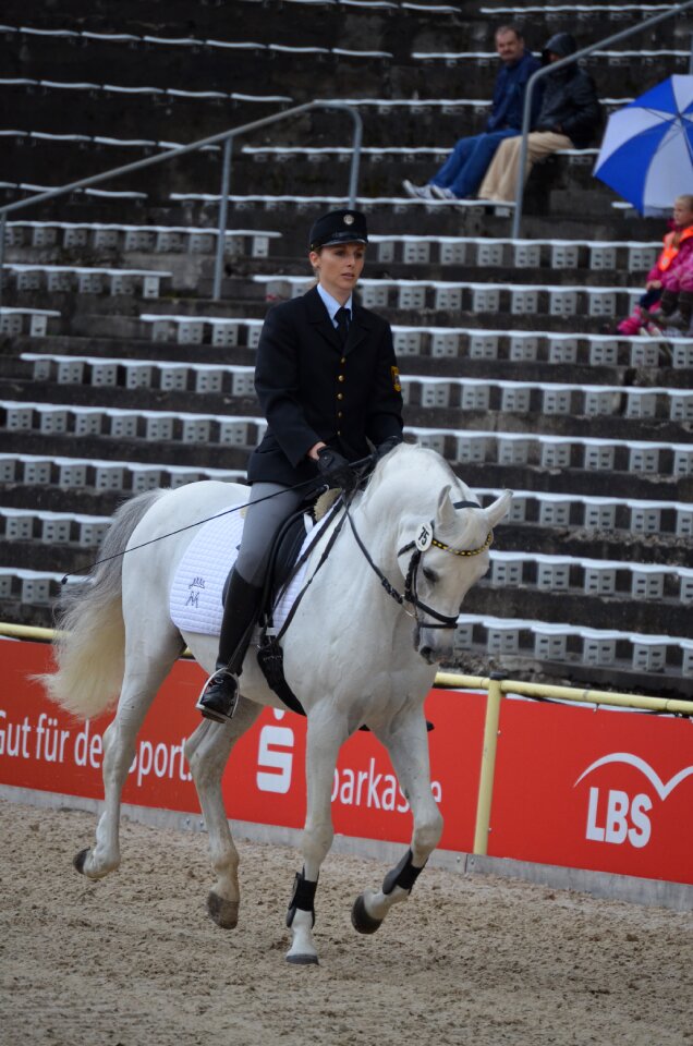 Stallion stud thoroughbred arabian