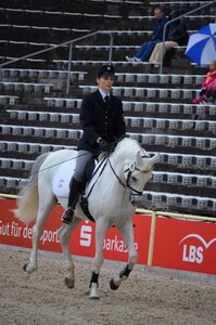Stallion stud thoroughbred arabian