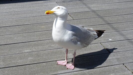 Bird seagull water bird