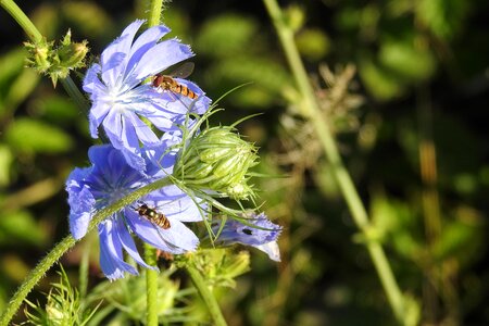 Common chicory composites violet