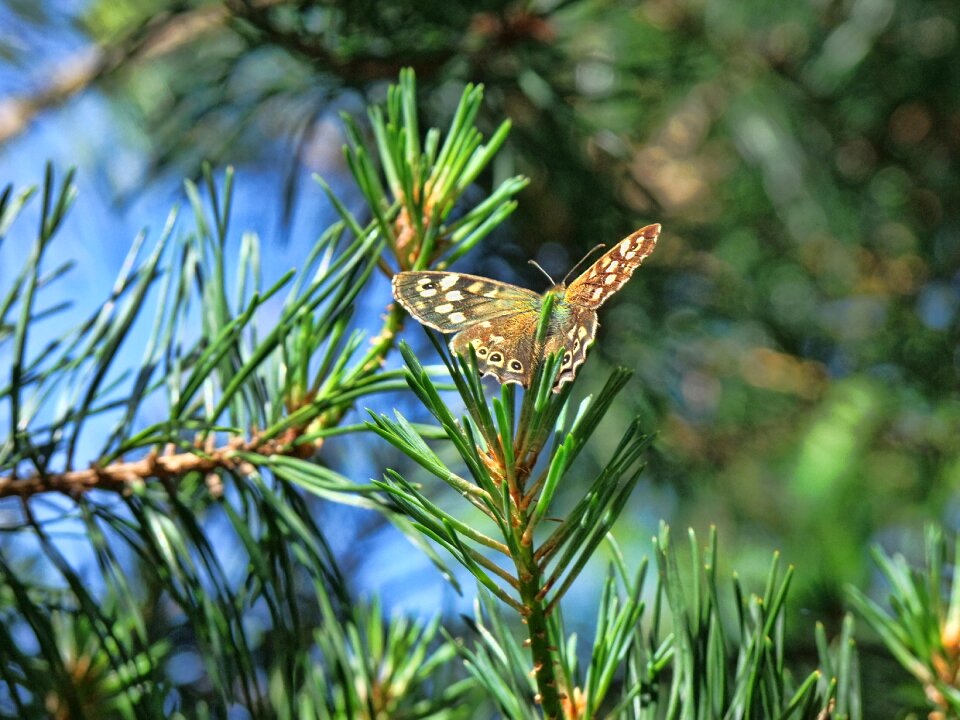 Wing insect garden