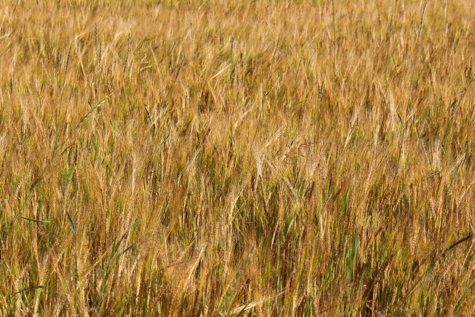 Summer agriculture cereals