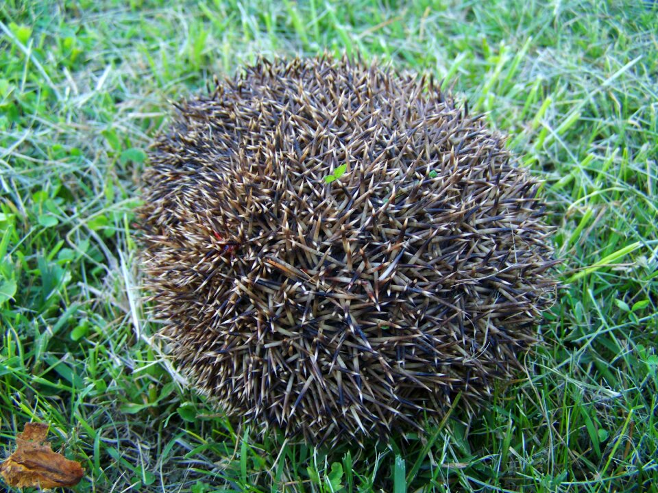 Third showing a hedgehog prickly animal nature
