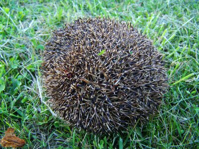 Third showing a hedgehog prickly animal nature photo
