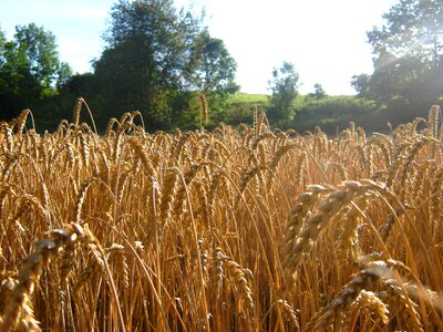 Summer agriculture wheat field photo