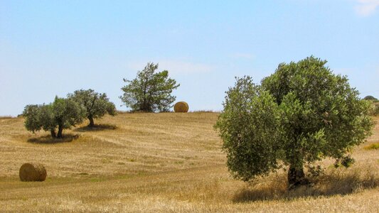 Summer scenery landscape