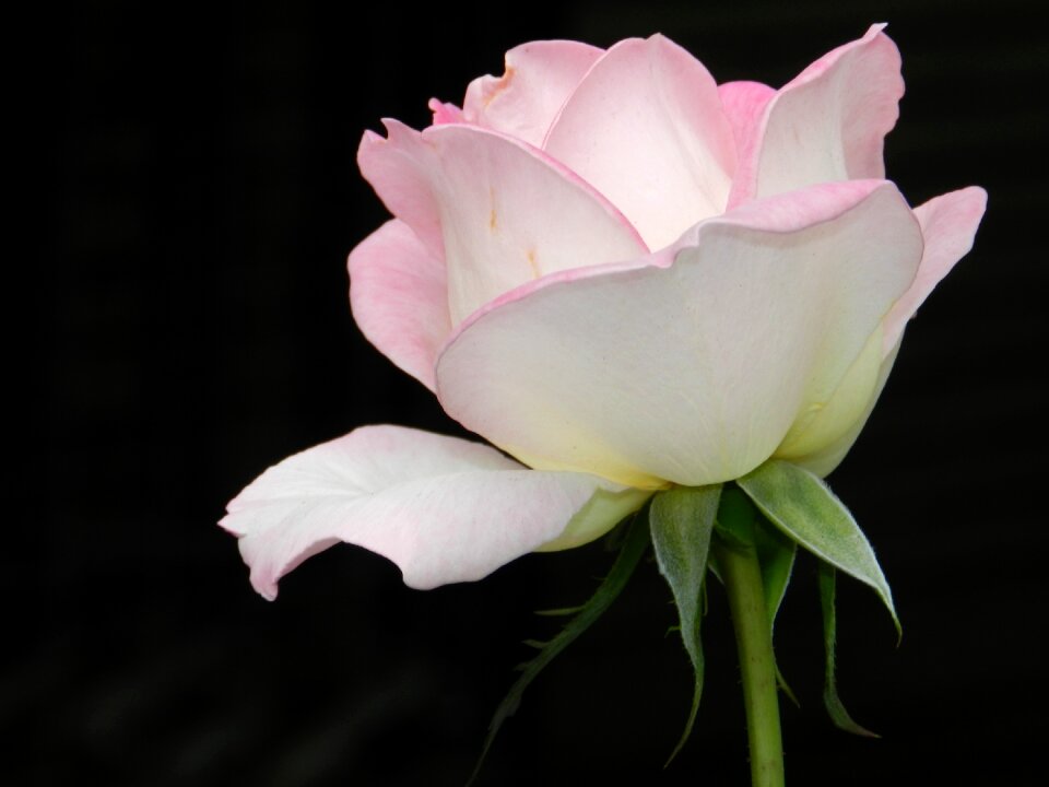 Rose blooming