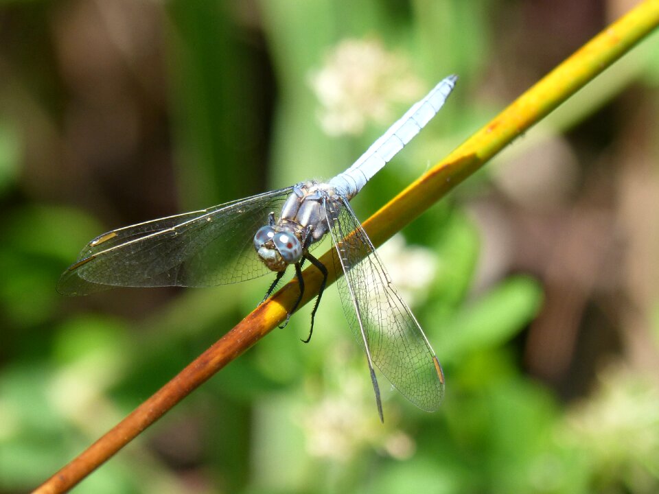 Stem pond wetland