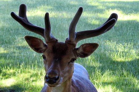 Scheu forest animal wild