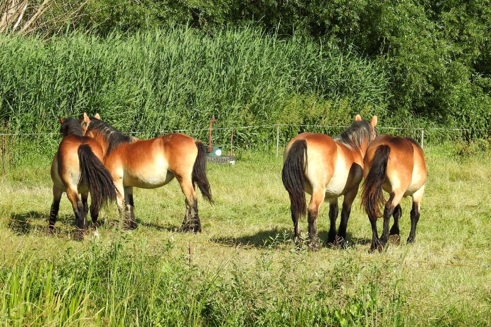Paddock graze meadow