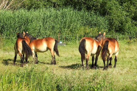 Paddock graze meadow