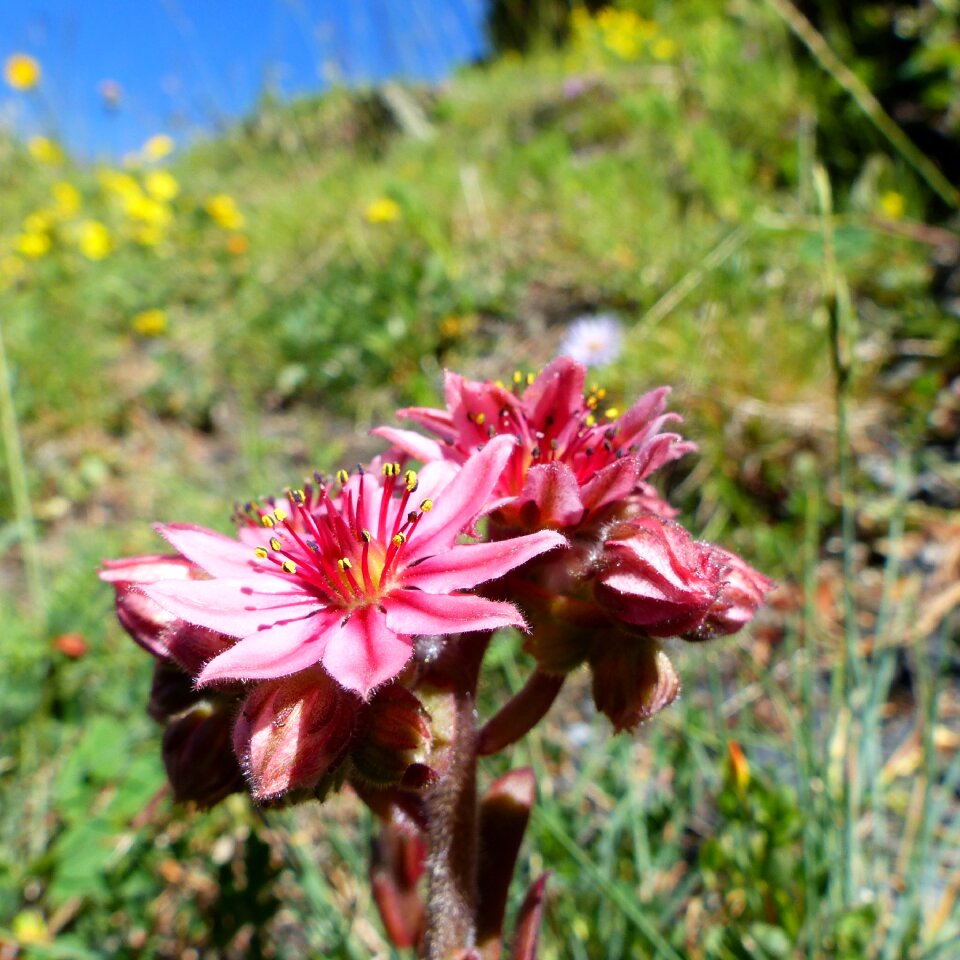 Wild flowers mountain summer