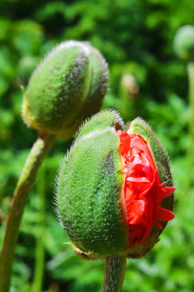 Mohngewaechs poppy bud blossom
