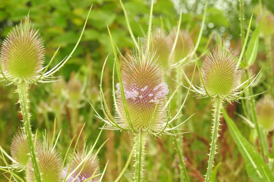 Dipsacus sylvestris caprifoliaceae prickly
