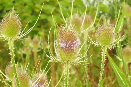 Dipsacus sylvestris caprifoliaceae prickly