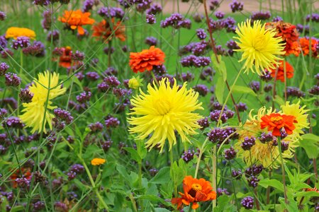 Flowers color nature
