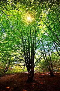 Leaves trees green photo