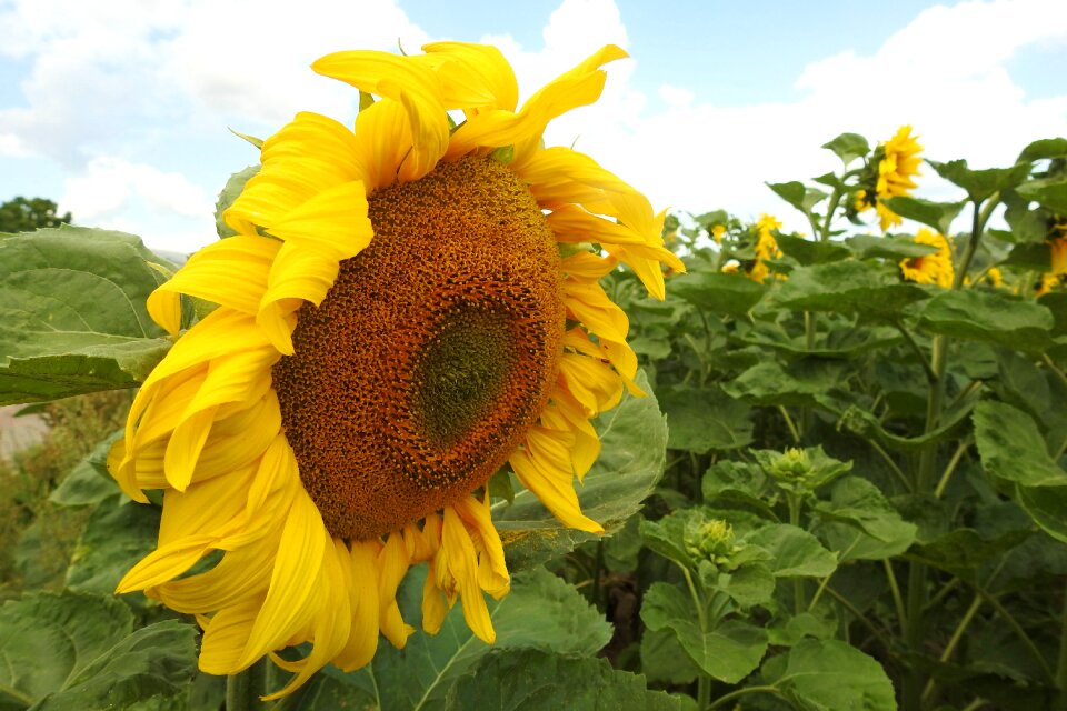 Yellow summer helianthus