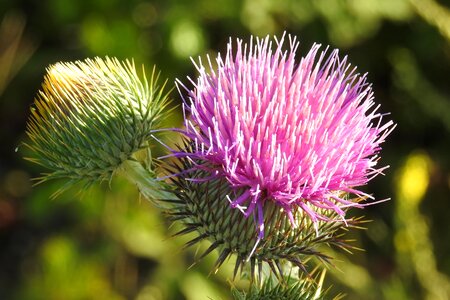 Thistle flower prickly thistle bud photo
