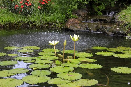 Ao watering the plants lily