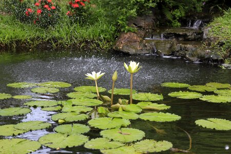 Ao watering the plants lily photo