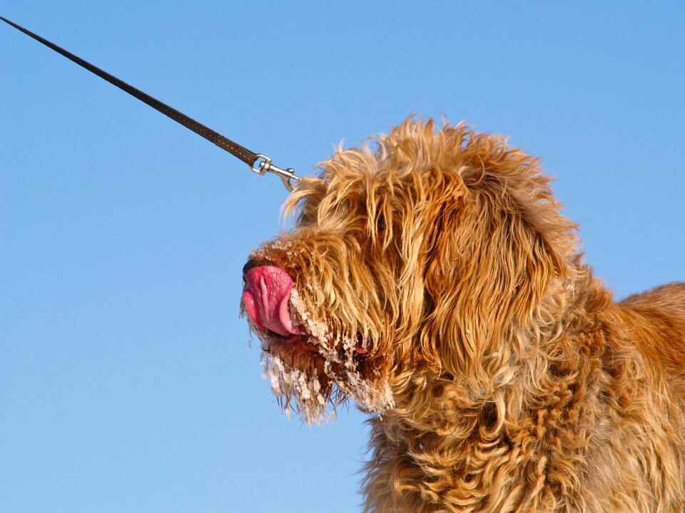Spinone eating ice cream tongue