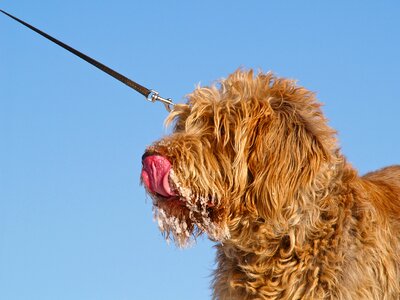 Spinone eating ice cream tongue