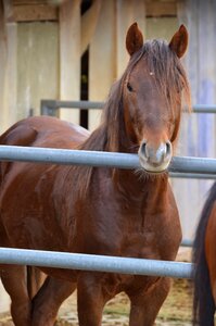 Stallion deckhengst stall photo