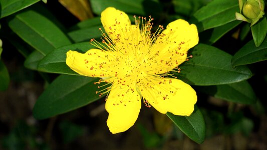Plant spring natural