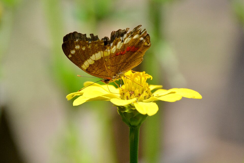 Flower animal garden photo