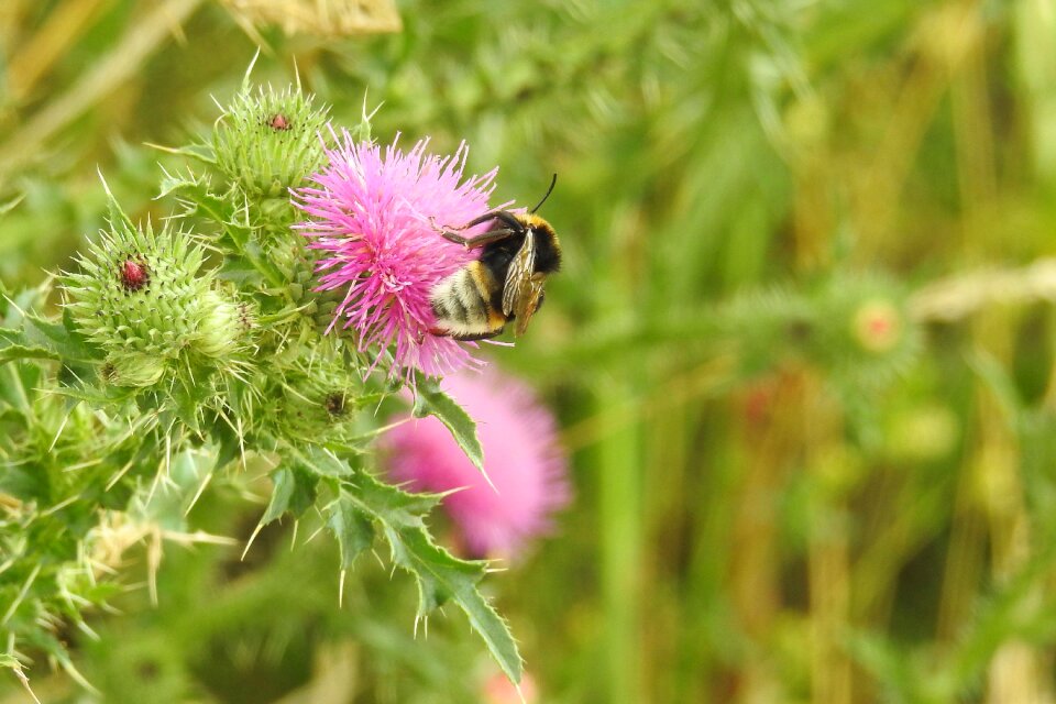 Hummel blossom bloom