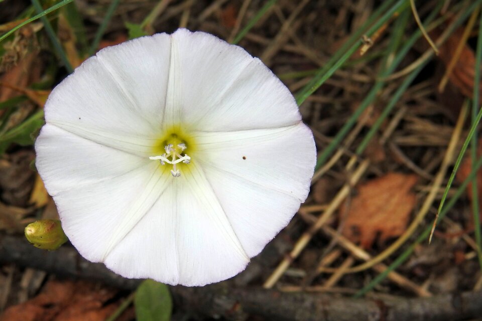 Convolvulus sepium wild flower white blossom