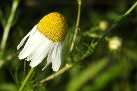 Chamomile flower composites roadside