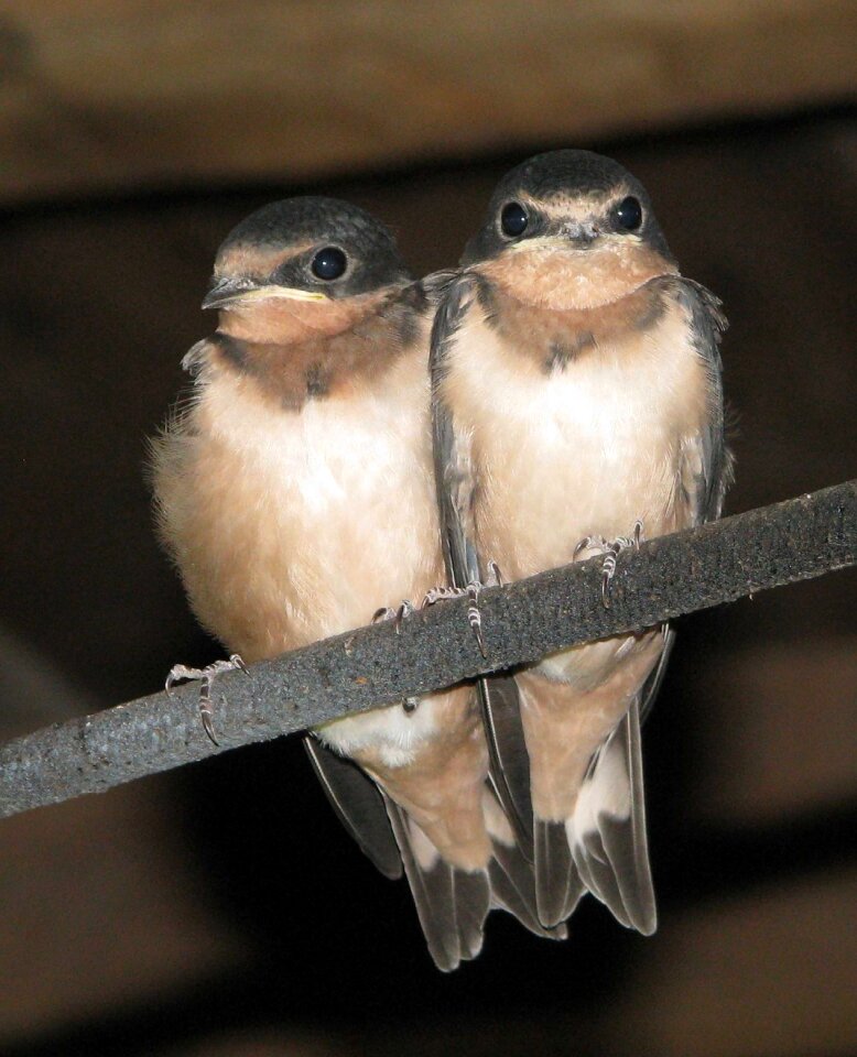 Hirundo rustica ontario canada