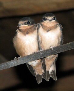 Hirundo rustica ontario canada photo